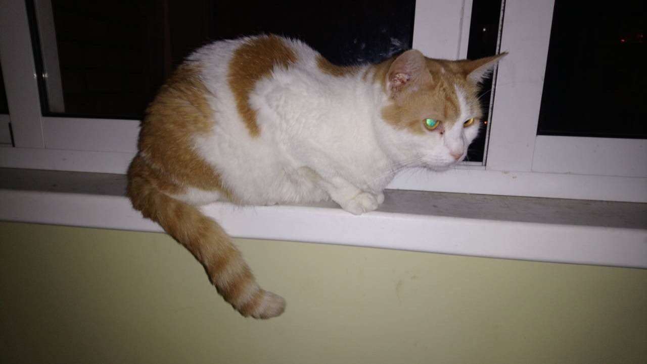 Апельсинка2