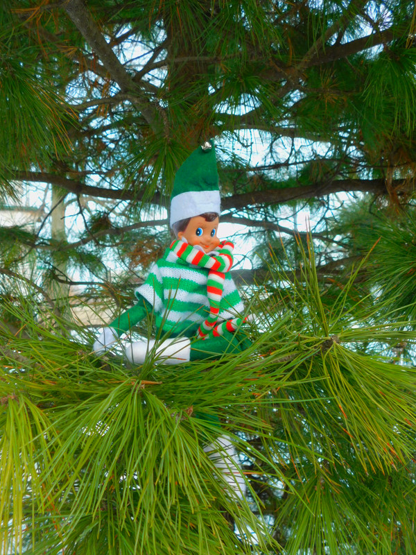 Февральское Коломенское 2023 022