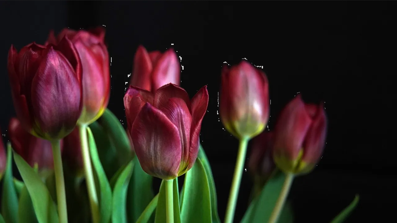 Con este abono casero con maicena, harás florecer tus tulipanes en primavera