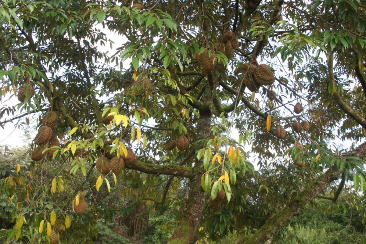 durian tree0001