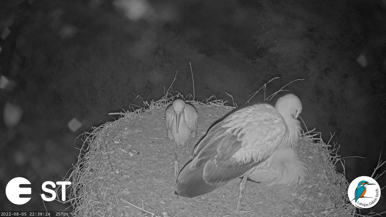 Baltie stārķi (Ciconia ciconia) Tukuma novadā - LDF tiešraide __ White storks in Tukums, Latvia 13-4