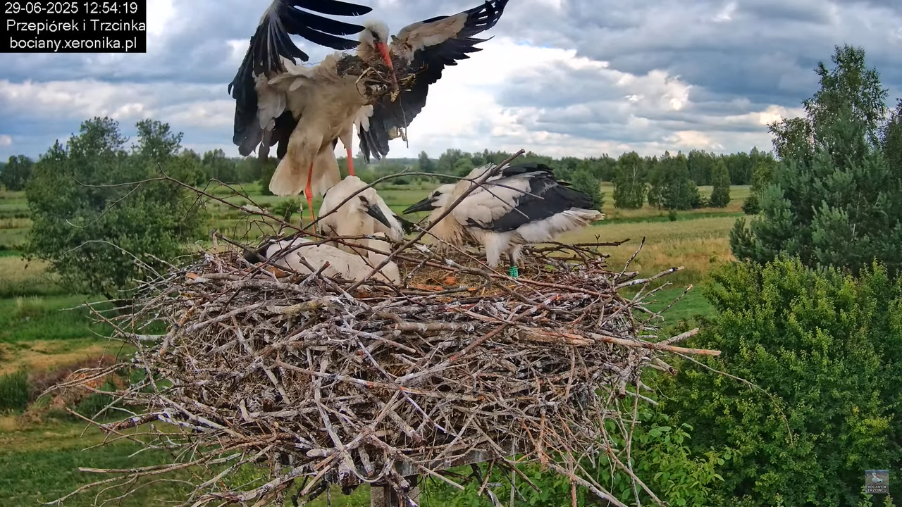 29062025bociany38