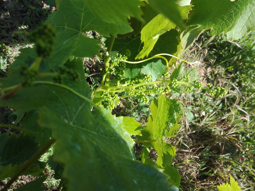grapes 1