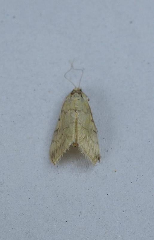 Papillon Begonia jb (2)