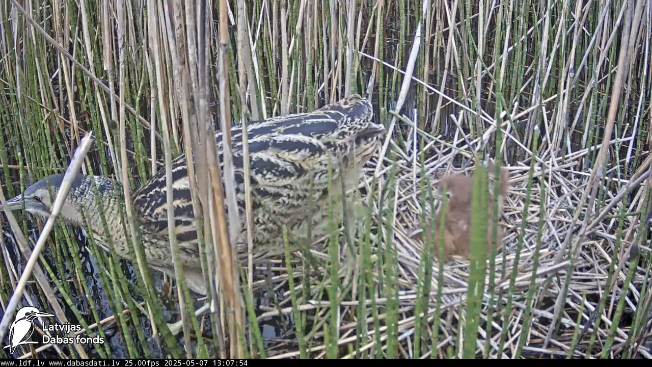 LDF Lielais dumpis (Botaurus stellaris) Zemītes pagastā 11-14-59 screenshot