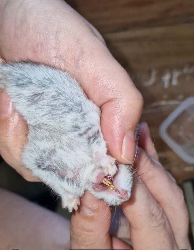 Screenshot_20240301_091802_Gallery