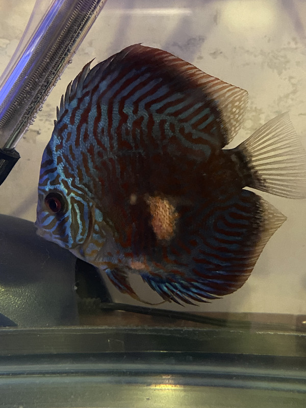 F550665A-E399-4397-8F7C-9DB496888CDE