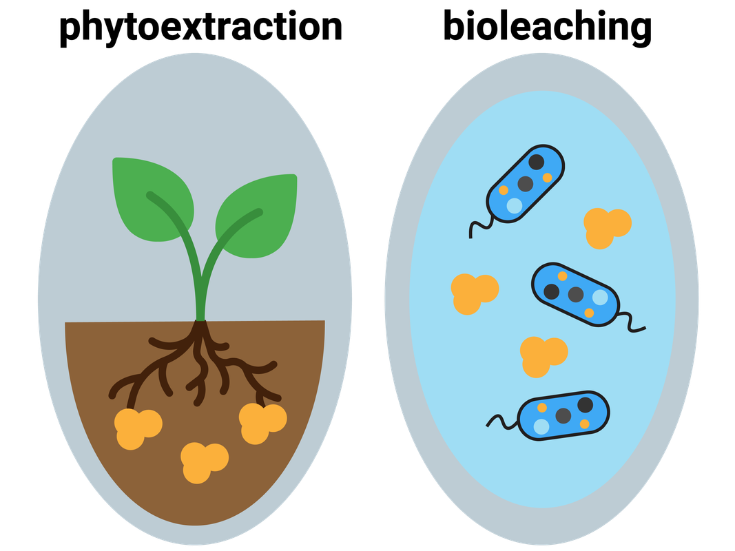 Alternative Methods of Extraction (phytoextraction and bioleaching)