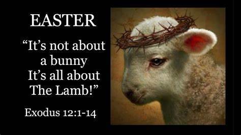 resized_-_It_s_not_about_the_bunny