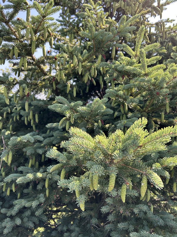Pine.jpg