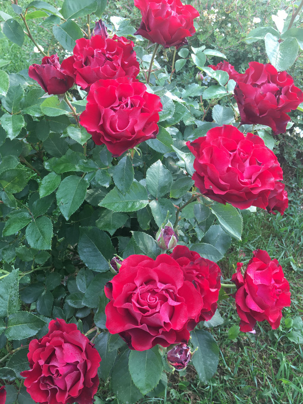 EBB6BF41-DF60-4CE6-8250-7BA0C76B27EE