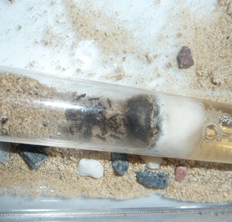 2510-Lasius.jpg