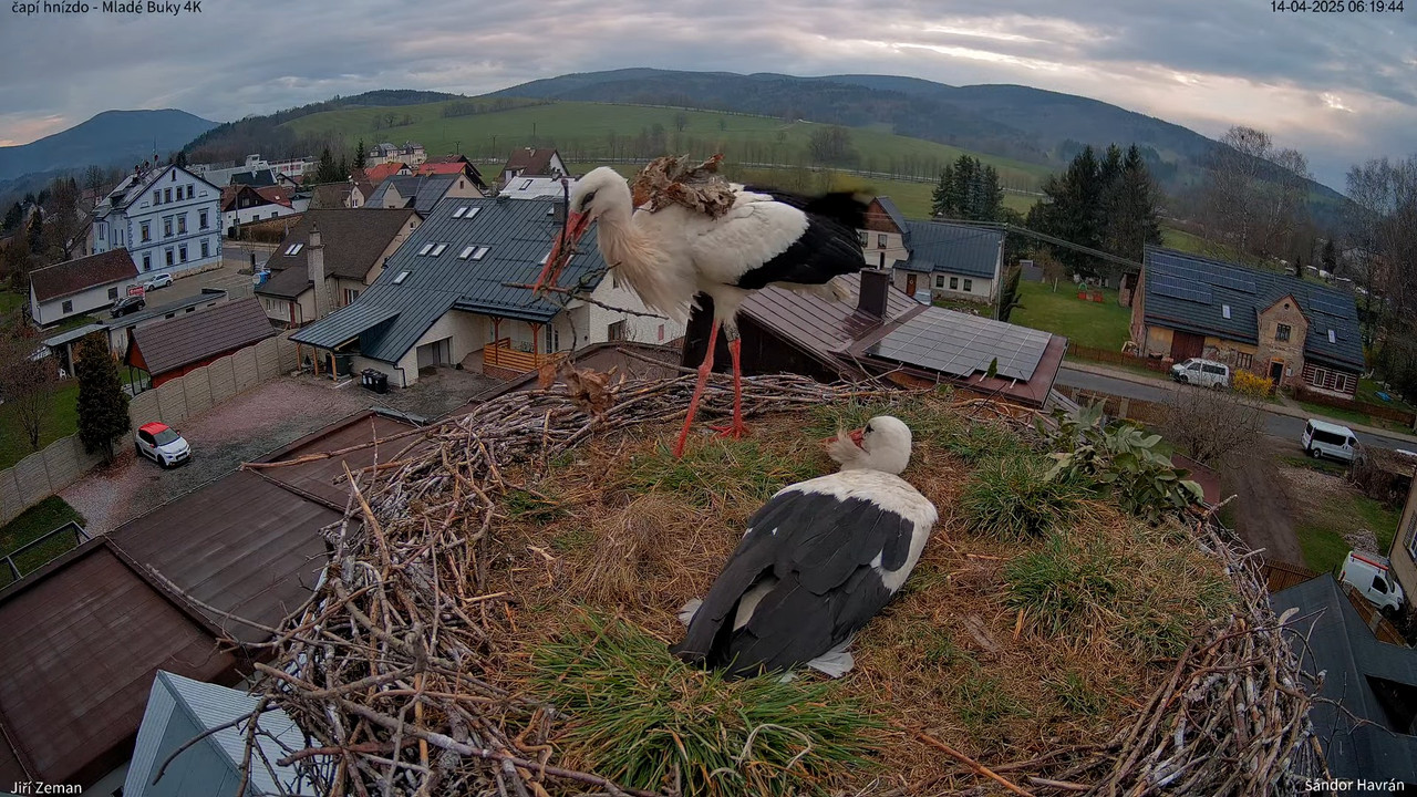 Tiešraides kamera — Mladé Buky — stārķa ligzda 4K 9-30-11 screenshot