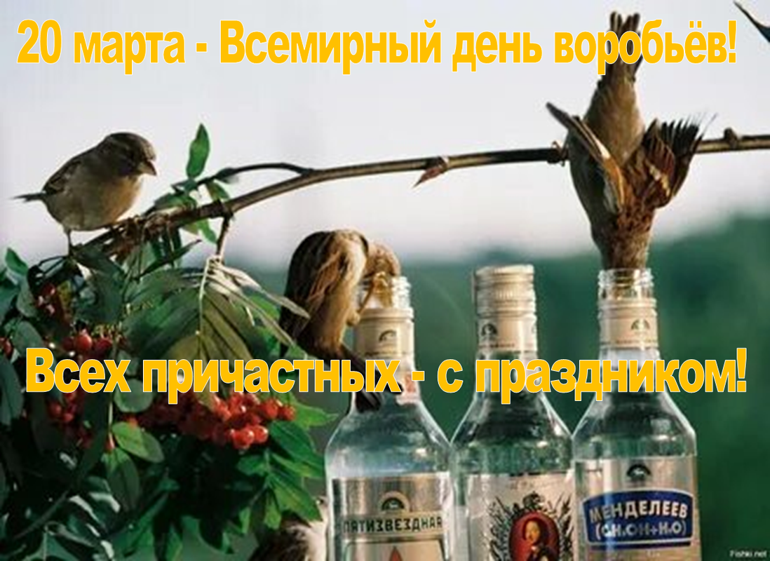 день воробья23