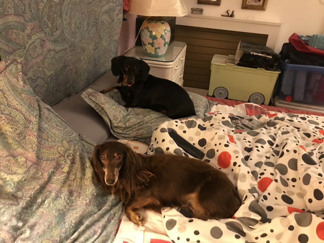 [Image: 7-F356-B3-A-1254-4-CEE-9650-C0-D5-C9-BEF708.jpg]