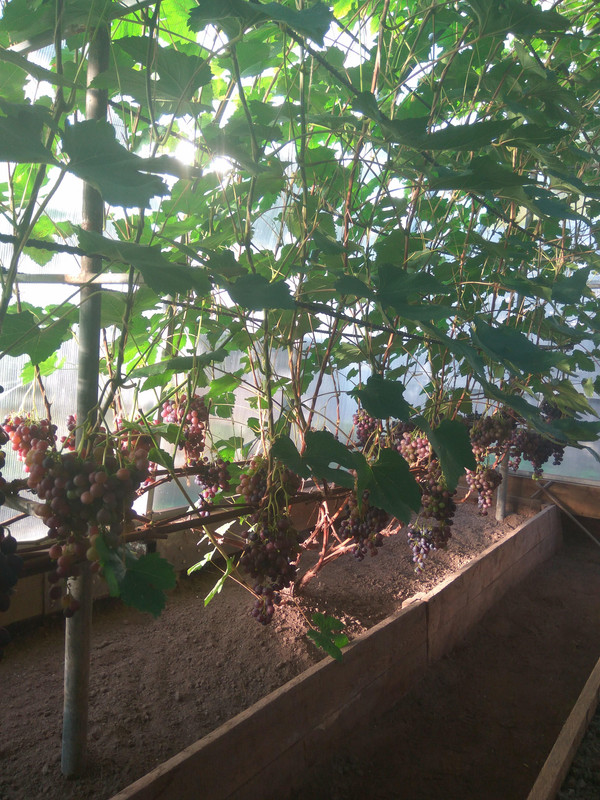 Загадка Шарова фото от 22.08.2018...