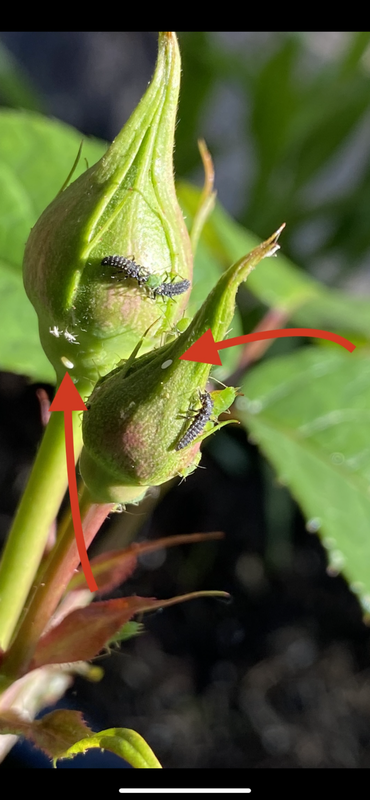 EE8C863A-8EB9-456A-AE46-DE99D0285D63