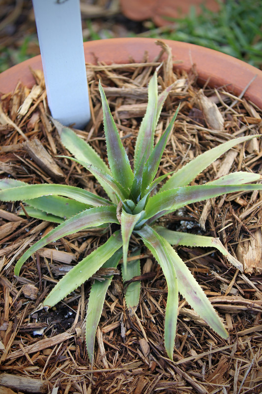 50A2B518-CC17-4934-AE2E-A55887C3827A_1_201_a