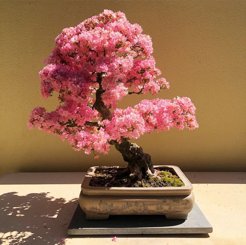 1629952842-26-oir-mobi-p-bonsai-sakura-tsveti-krasivo-foto-30