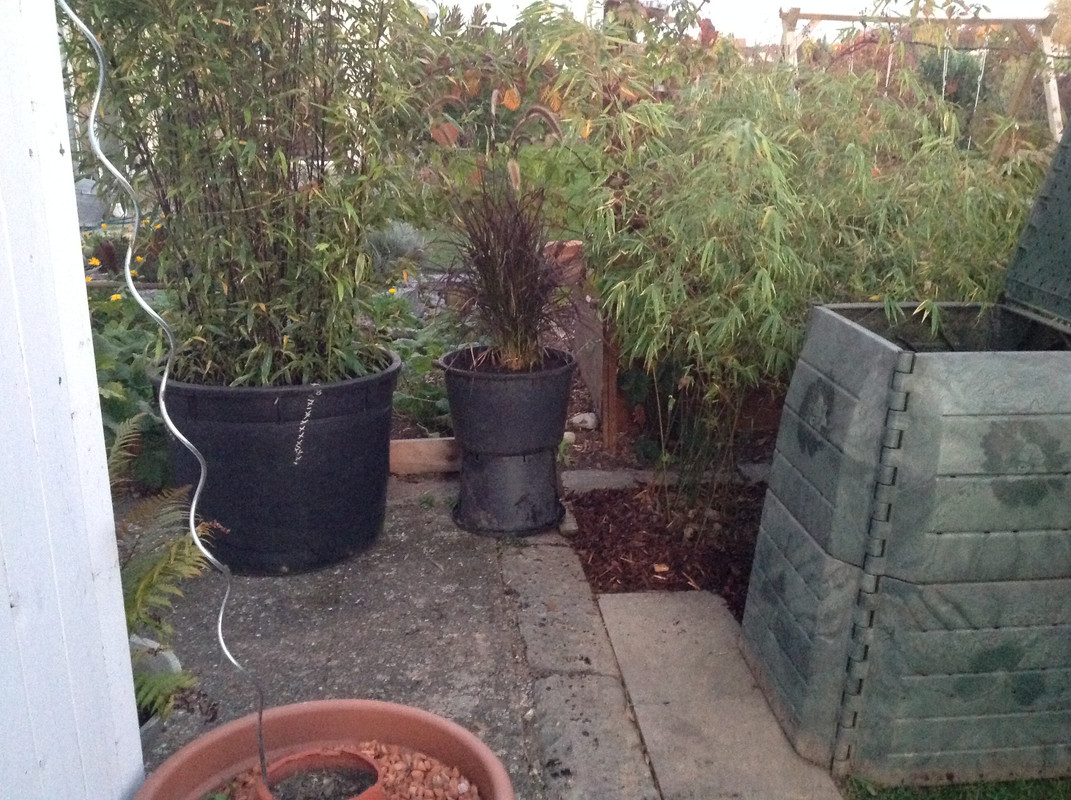 Komposter zügeln Fargesia setzen 24. 25 (12)