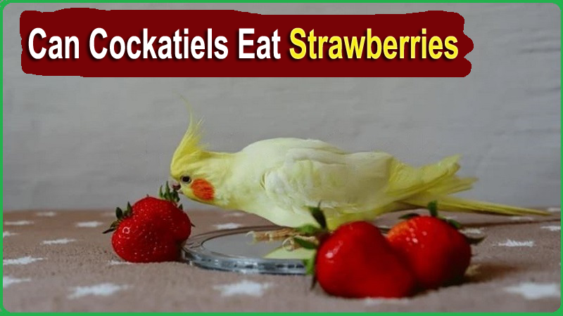Can Cockatiels Eat Strawberries