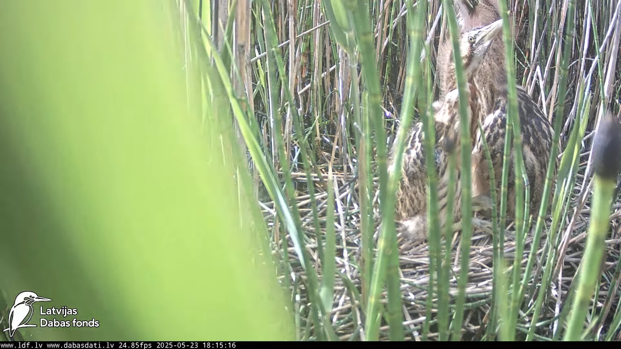 LDF Lielais dumpis (Botaurus stellaris) Zemītes pagastā 13-4-36 screenshot