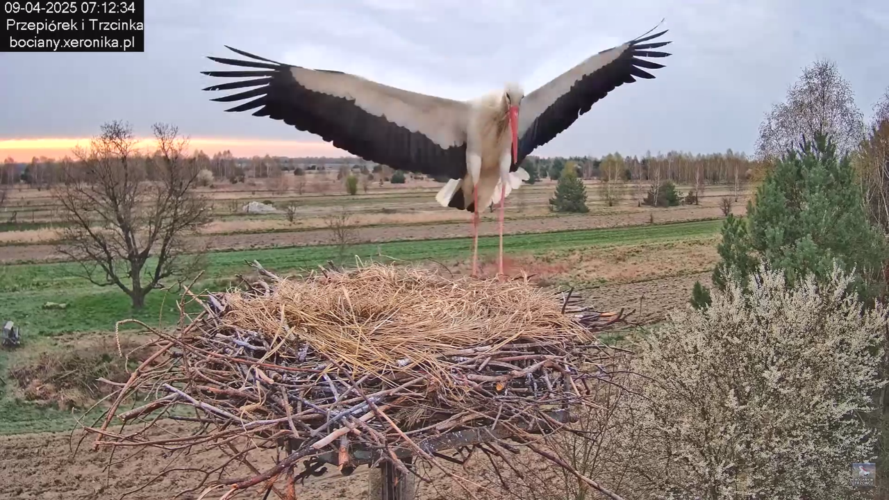 09042025bociany_6