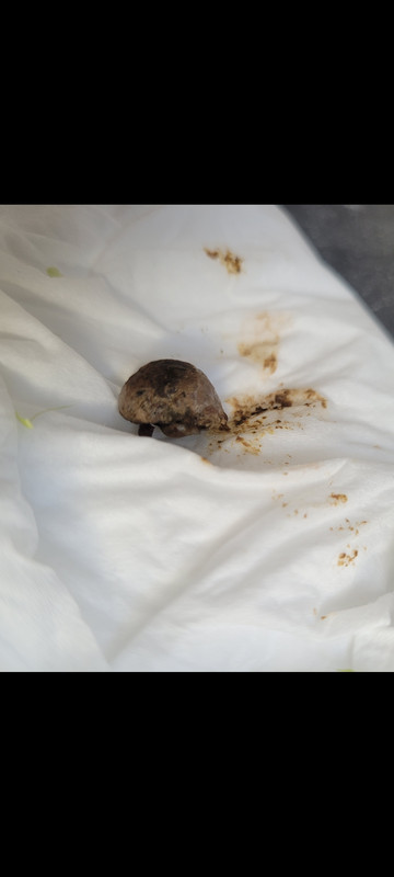 Screenshot_20240707_143749_Gallery