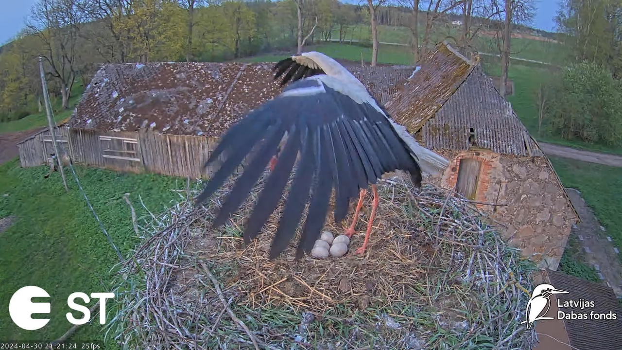 Baltie stārķi (Ciconia ciconia) Tukuma novadā - LDF tiešraide __ White storks in Tukums, Latvia 13-5