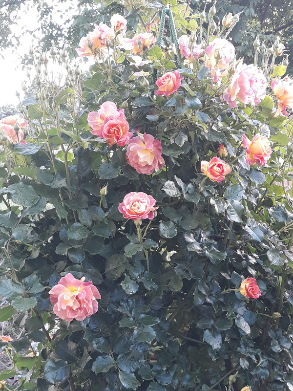 20190602_075925