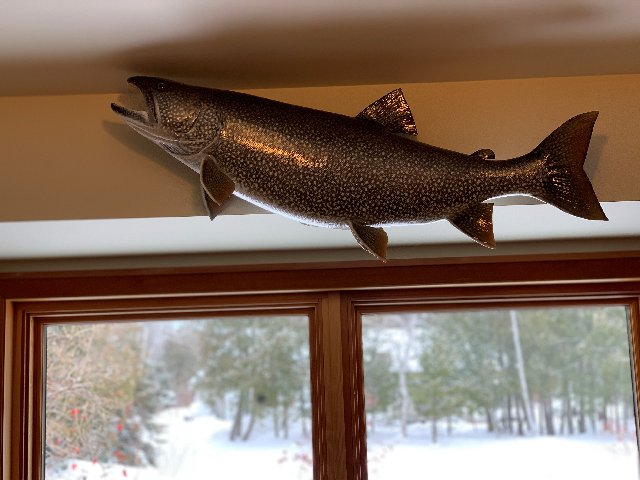 lake trout