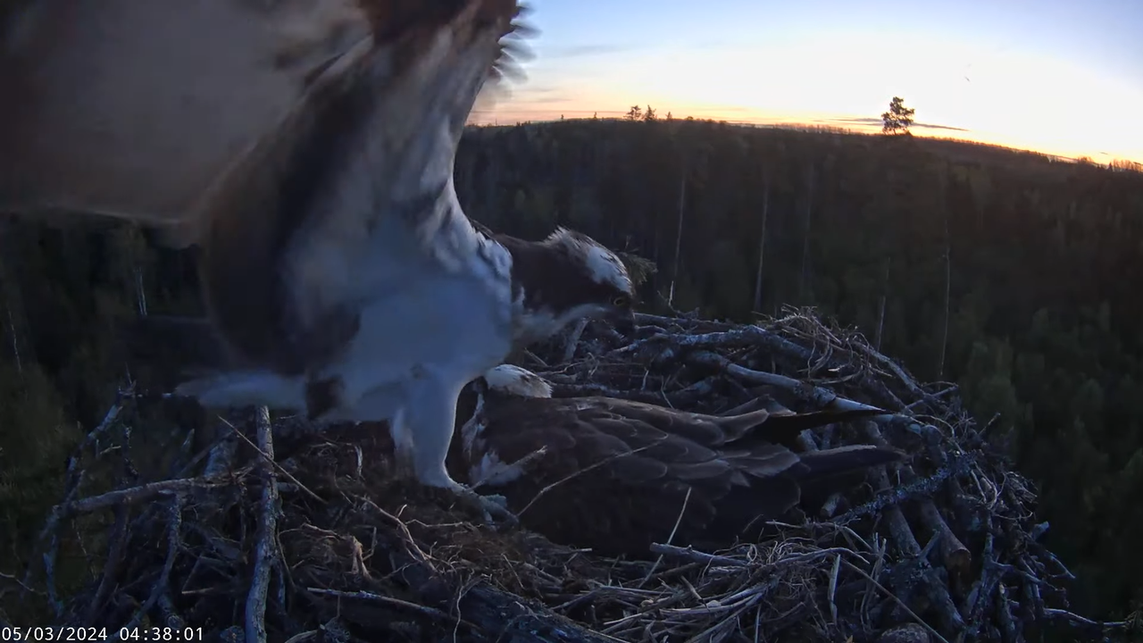 Kalakotkas2__Pandion haliaetus 8-28-11 screenshot (1)