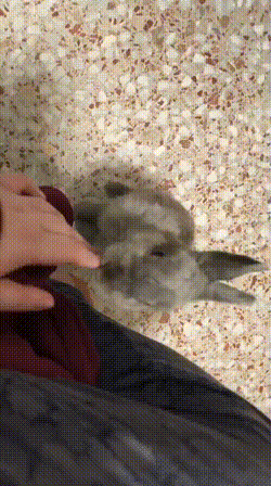 bloggif-67e3e4fb049f2.gif