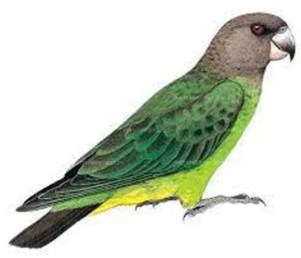 Niam-Niam Parrot