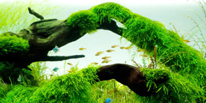 Aquascaping inspiratie voor uw aquarium