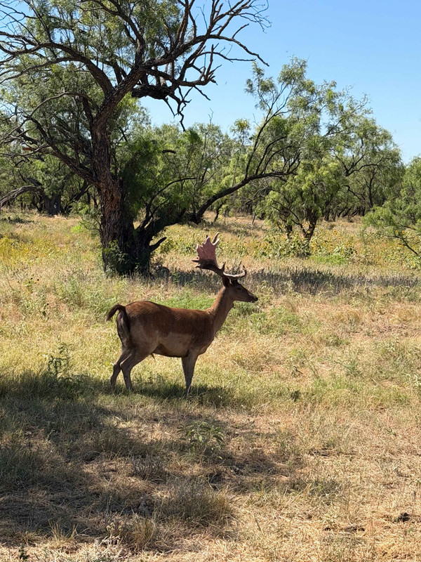 Fallow Deer