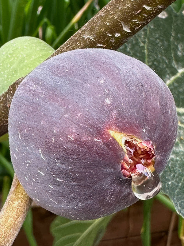 figs-10.jpg