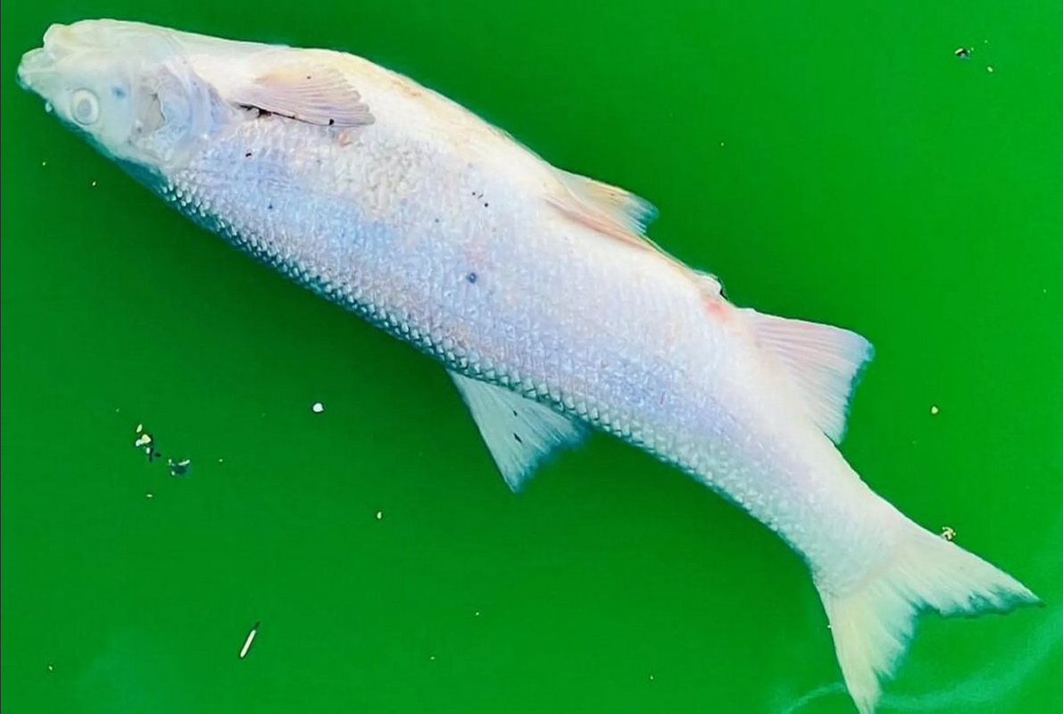 ¿Activistas falsos? Tiñeron el agua de verde y murieron decenas de peces: fotos