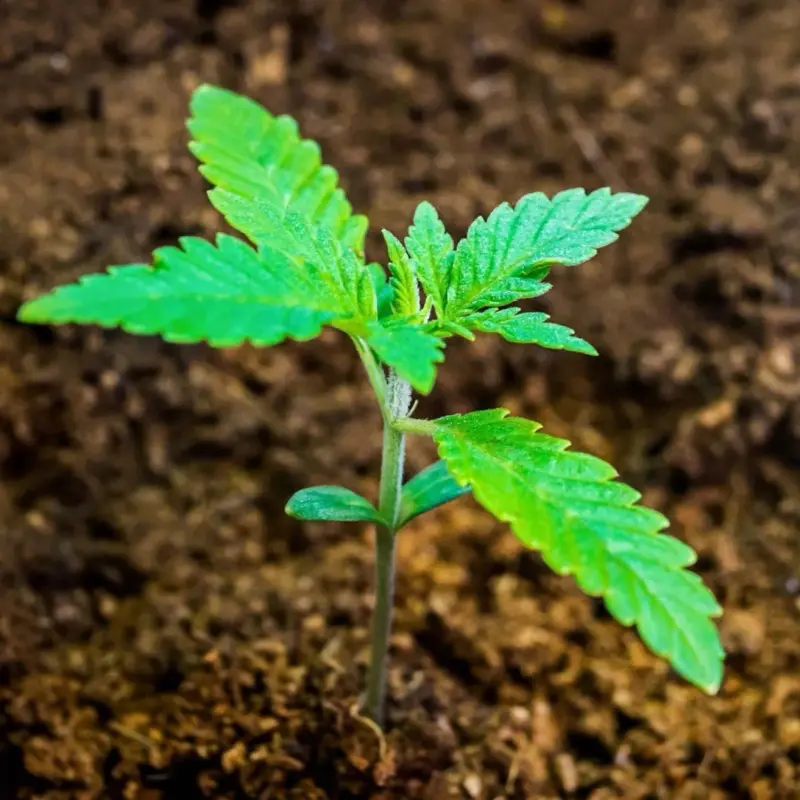 Cannabis Seedling in Growing Medium