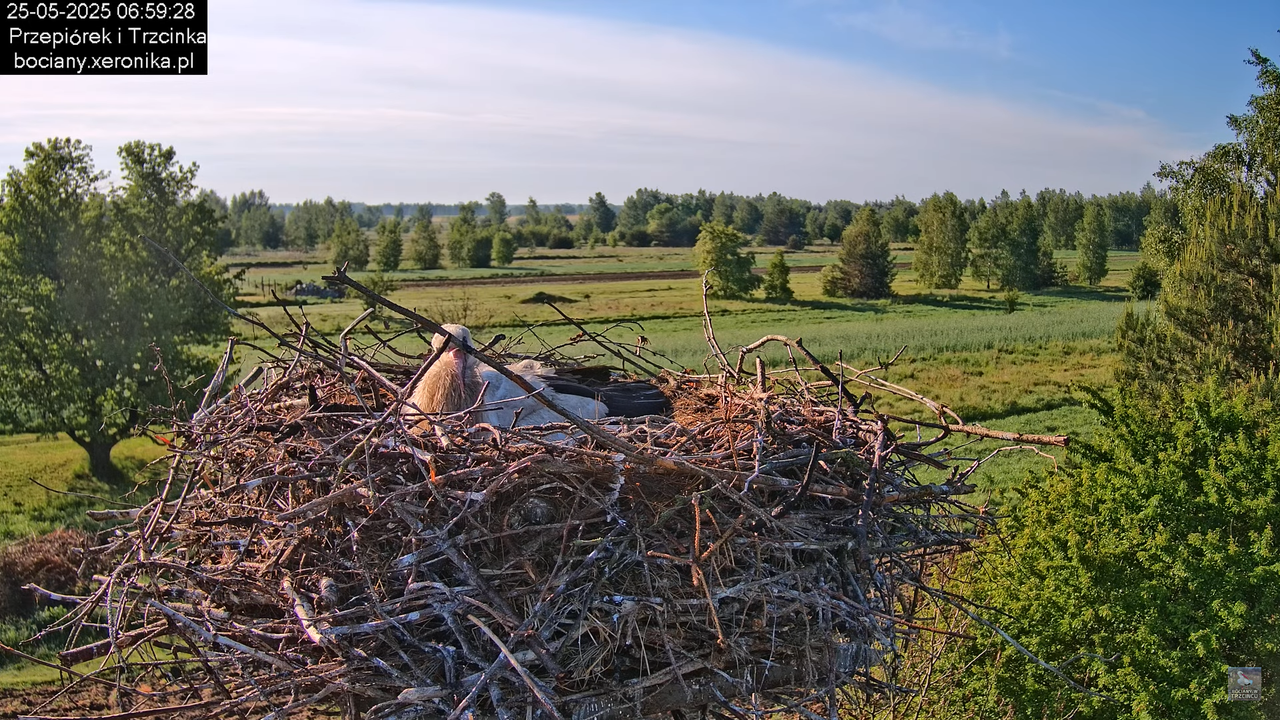 25052025bociany11