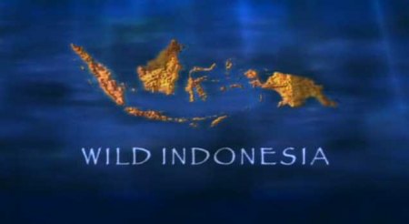 Divoká Indonésie / Wild Indonesia / CZ