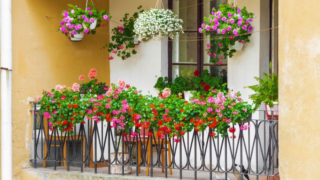 Beneficios de adornar tus balcones con plantas colgantes 
