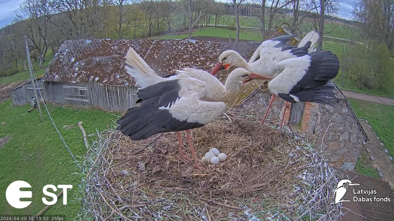 Baltie stārķi (Ciconia ciconia) Tukuma novadā - LDF tiešraide __ White storks in Tukums, Latvia 10-5