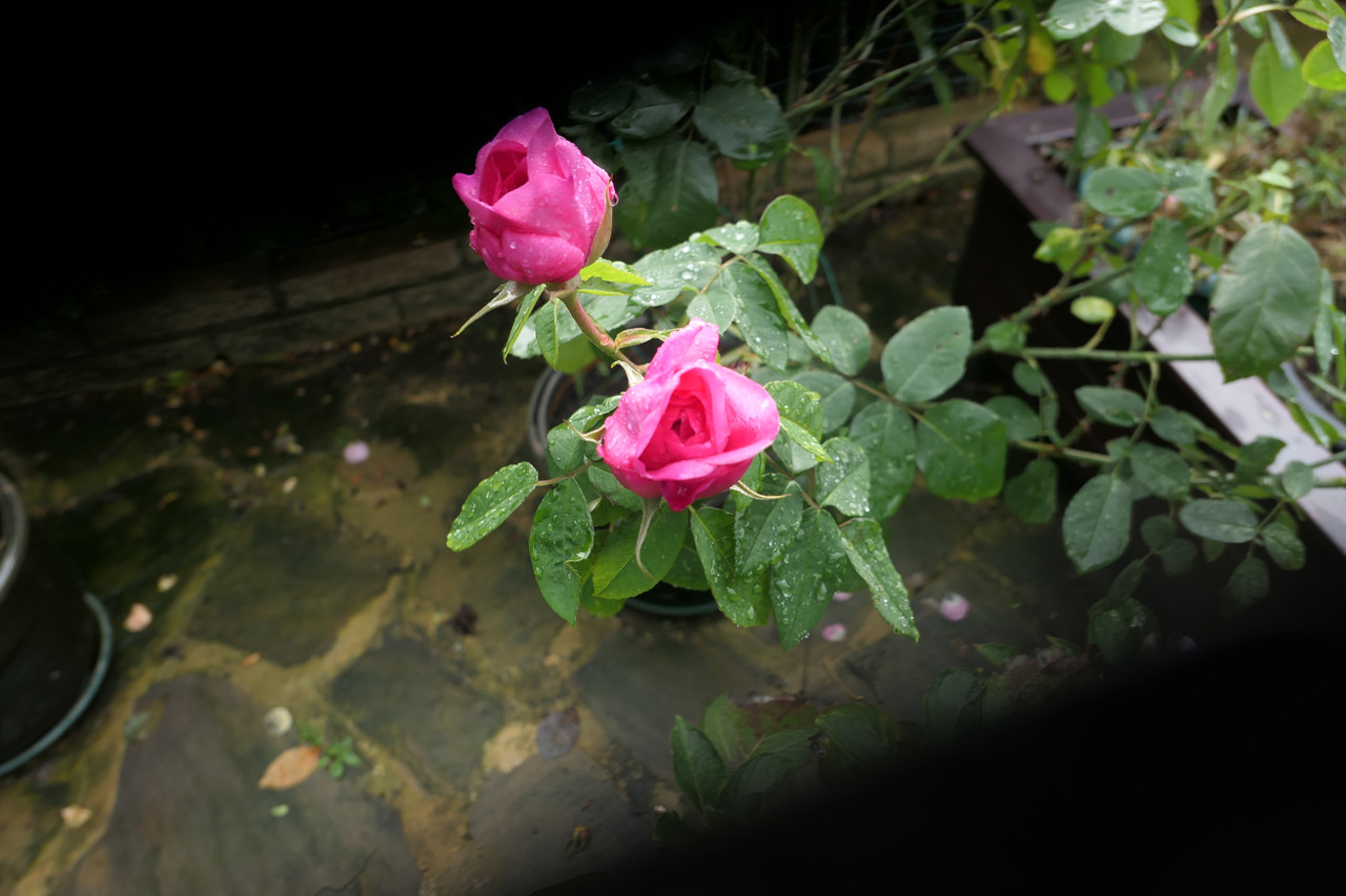P1050256