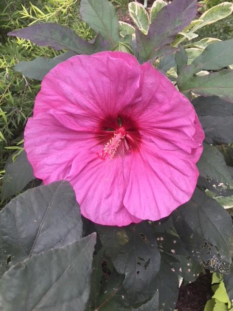 [Image: IMG-5266.jpg]