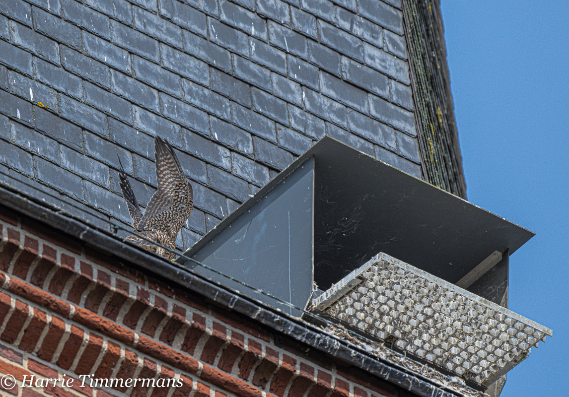 Alphen NBr. M D/J ~ Vrouw geen ringen. 5