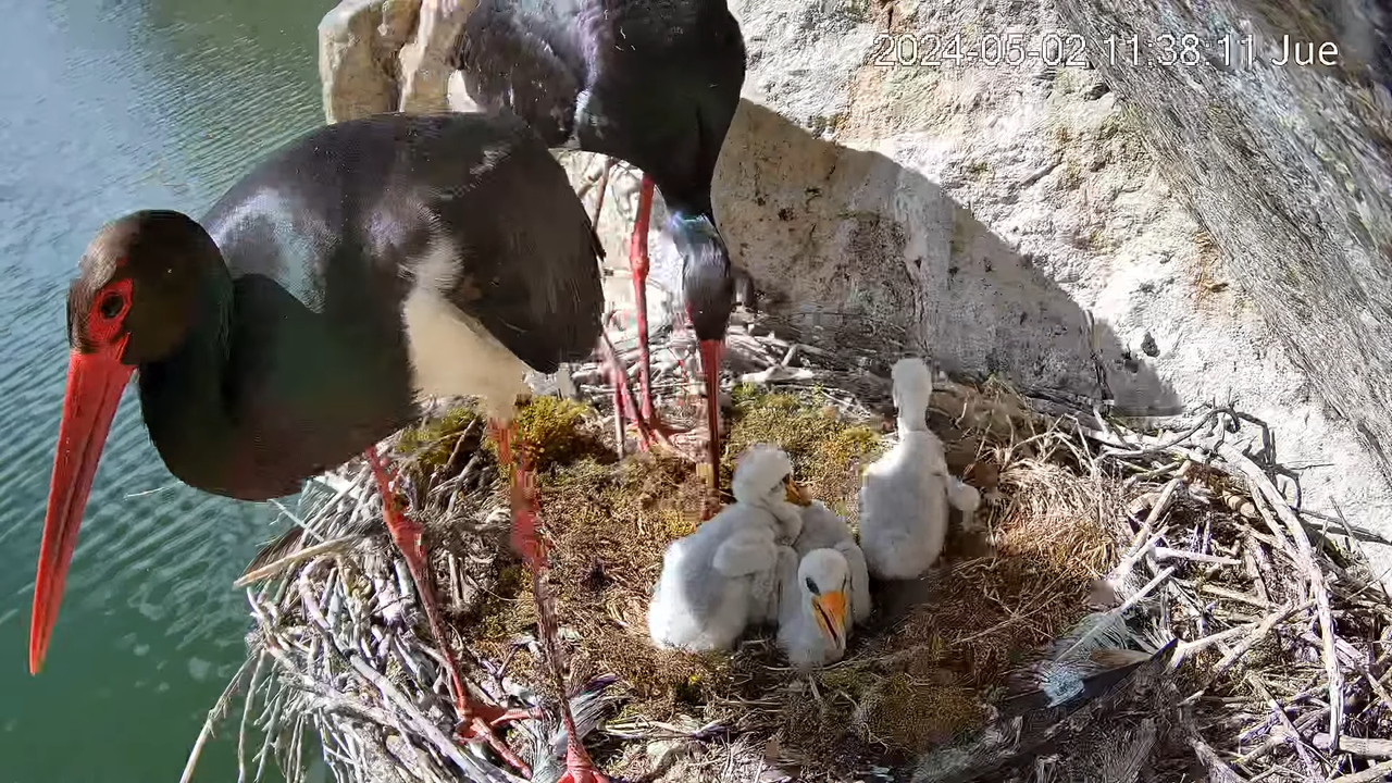 Melnais stārķis Tajo Internacional 2-19-37 screenshot