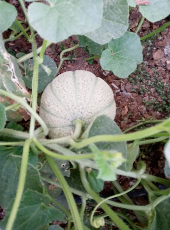 CANTALOPE