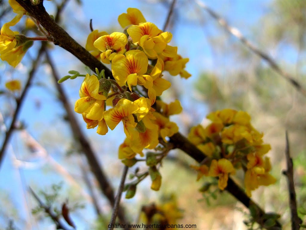 Huertasurbanas_com-sdfsdf.jpg-20211209_162910chañar