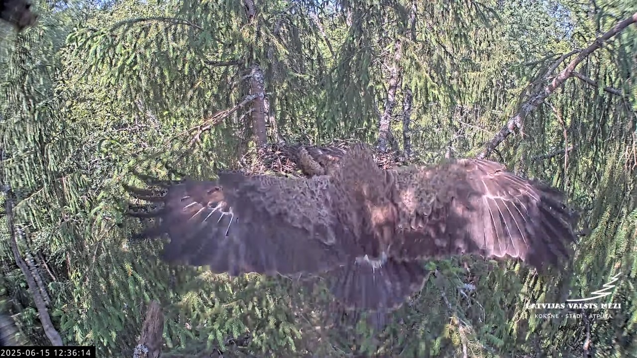 LVM mazais ērglis Lisiņa, egle2 – Lesser Spotted Eagle 5-34-39 screenshot (1)